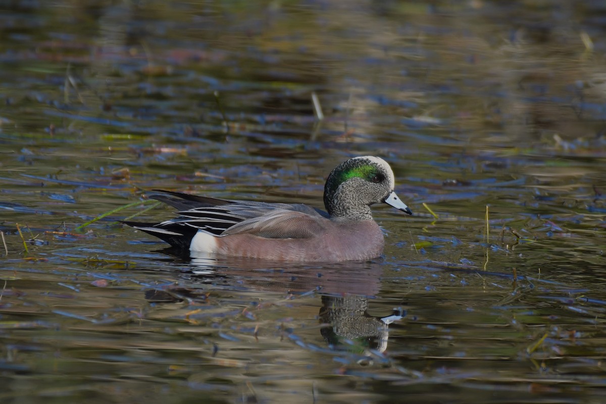 American Wigeon - ML618700160