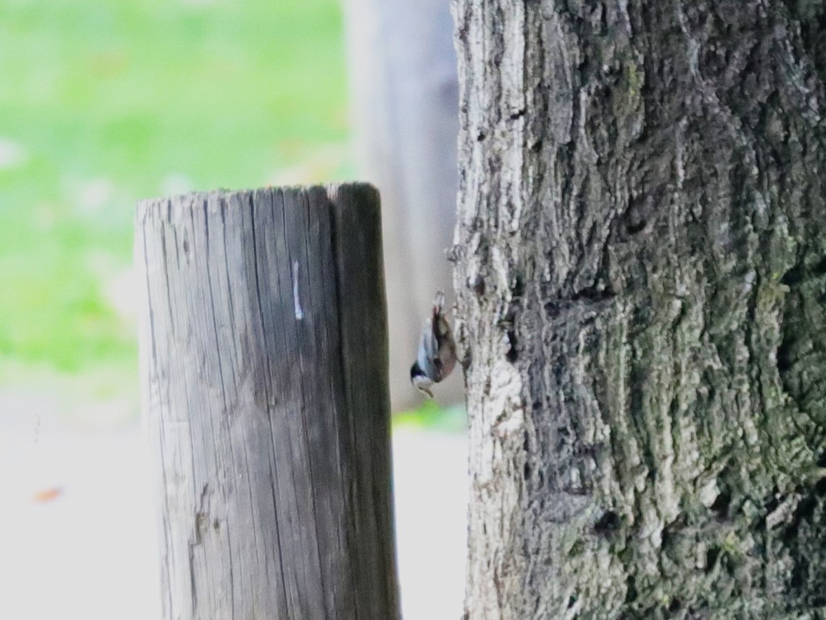 White-breasted Nuthatch - ML618700184