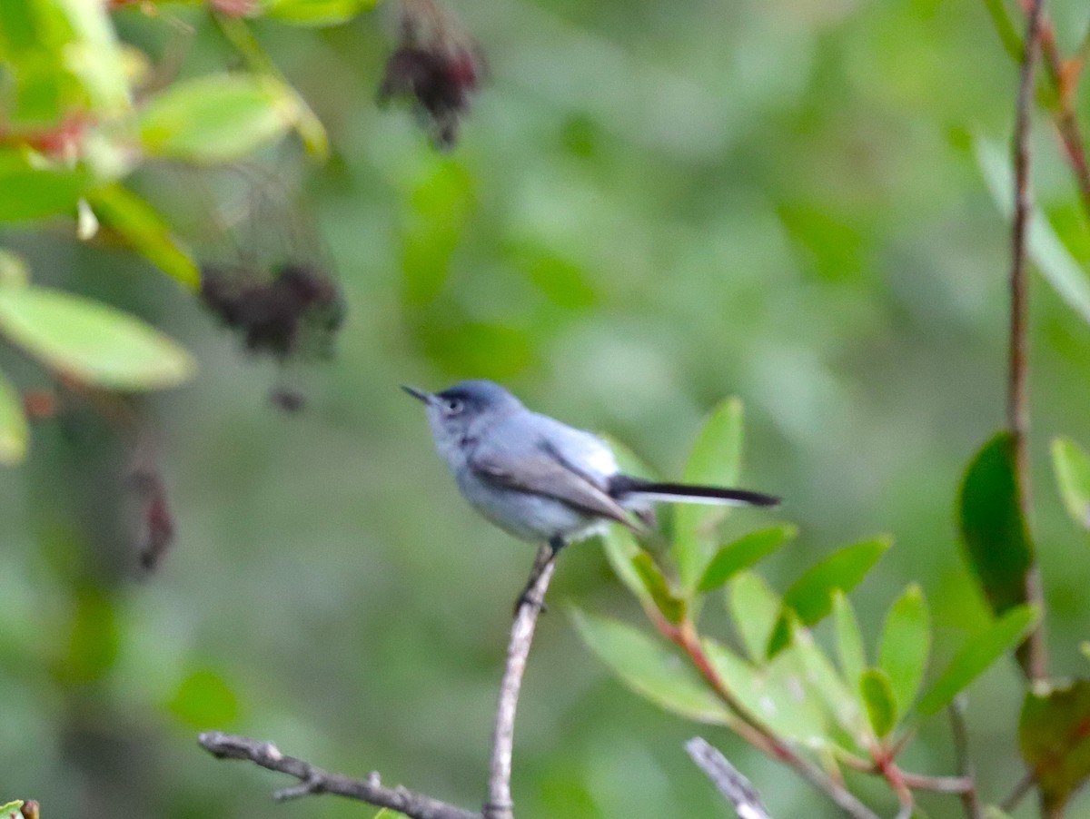 Blue-gray Gnatcatcher - Drew Hatcher