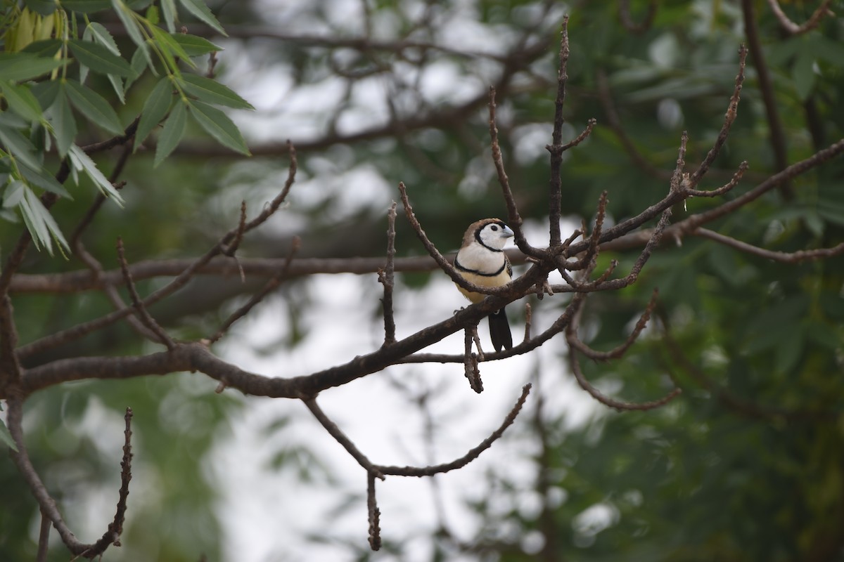 Double-barred Finch - ML618700189