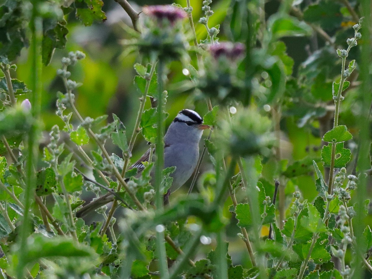 White-crowned Sparrow (Dark-lored) - ML618700219