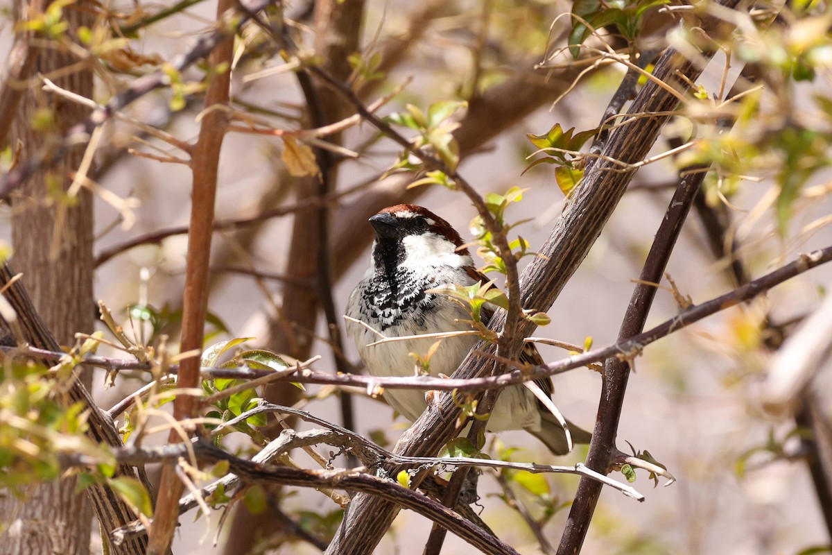 Italian Sparrow - ML618700224