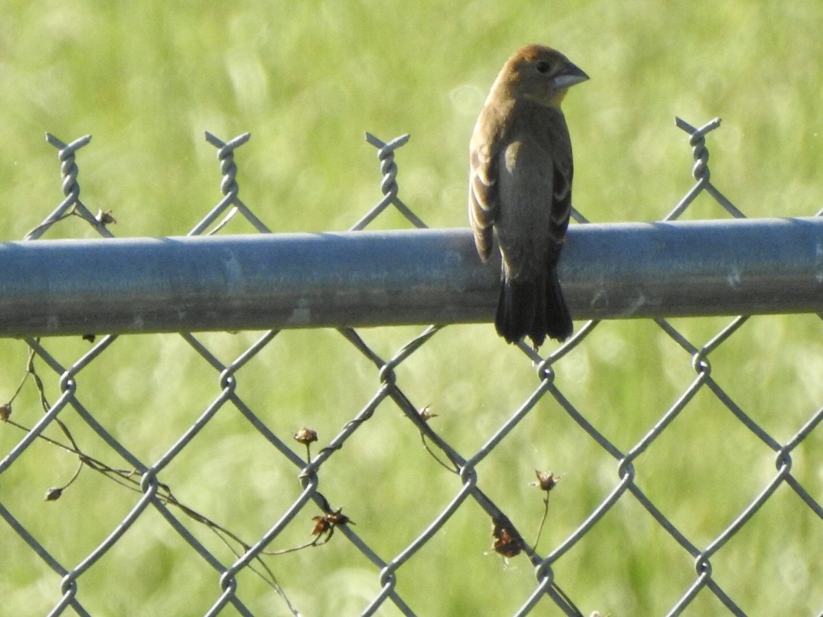 Blue Grosbeak - ML618700258