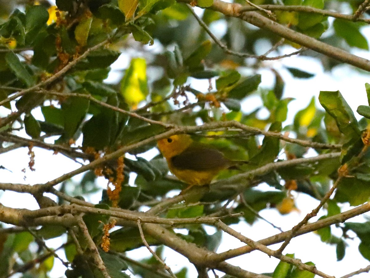 Wilson's Warbler - ML618700267