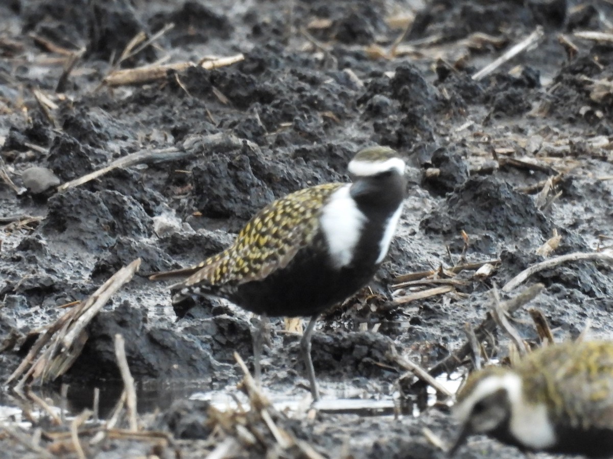 American Golden-Plover - ML618700280