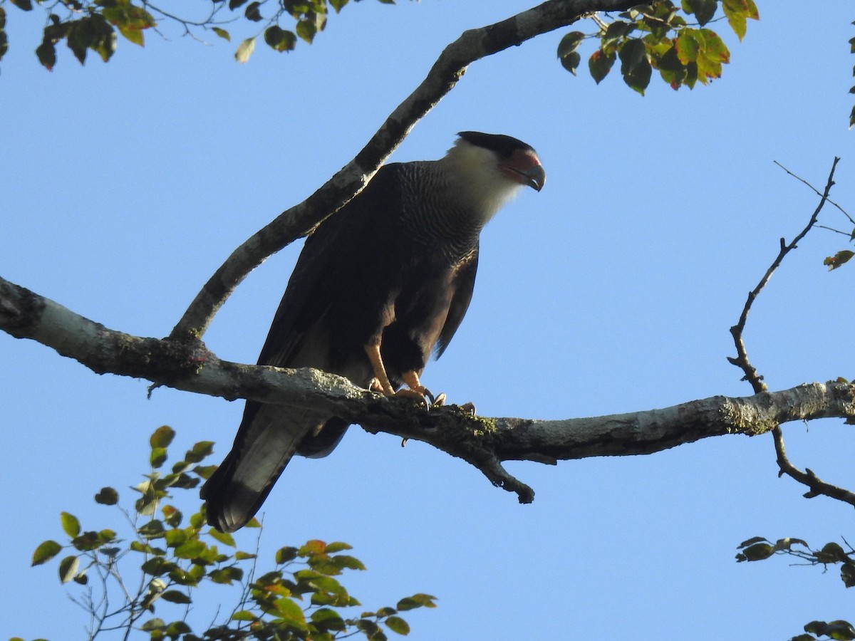 Crested Caracara - Louis Imbeau