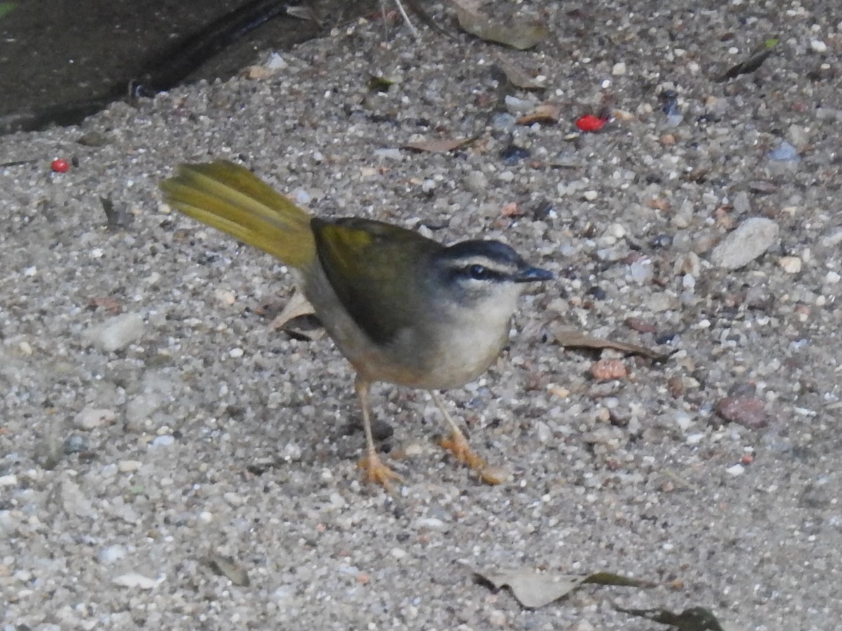 Riverbank Warbler - ML618700293