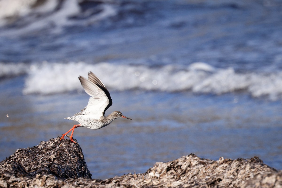 Common Redshank - ML618700325