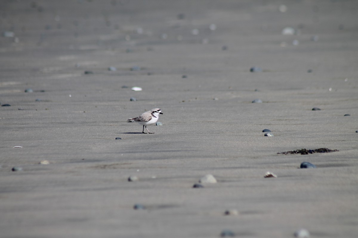 Snowy Plover - ML618700327