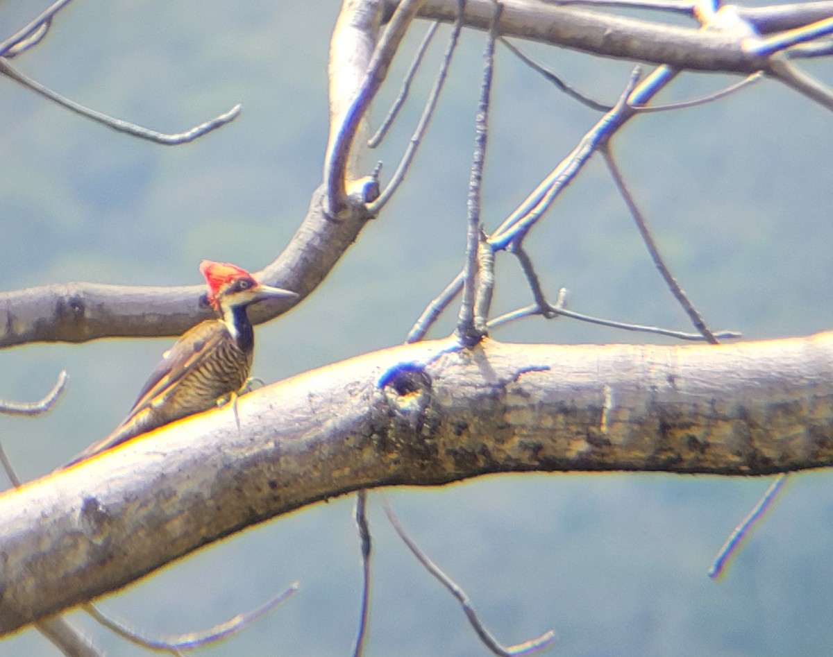 Guayaquil Woodpecker - Renzo Lleret Silupú Atoche