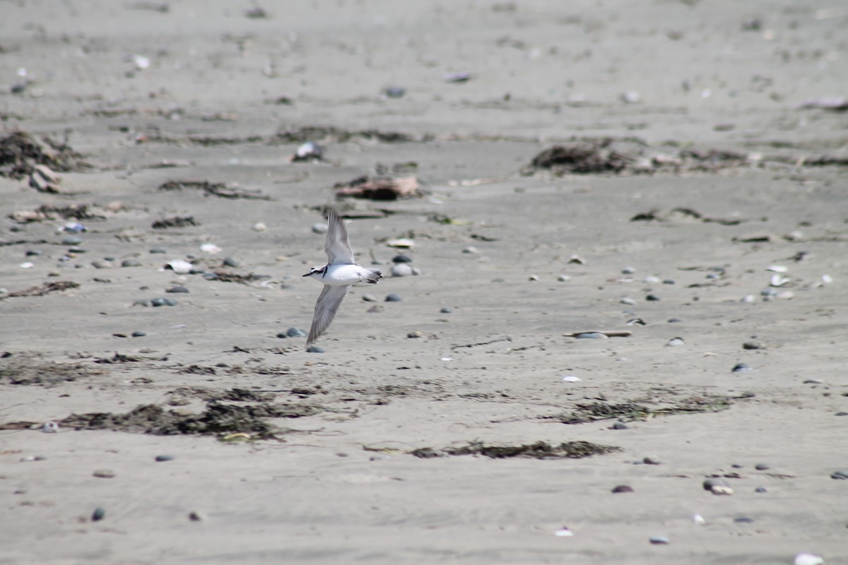 Snowy Plover - ML618700341