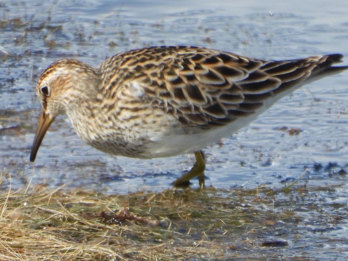 Pectoral Sandpiper - ML618700403