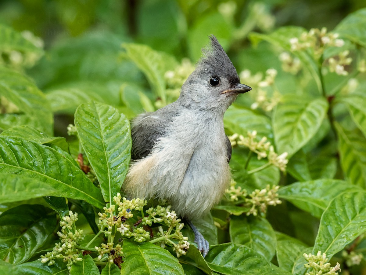 Tufted Titmouse - ML618700425