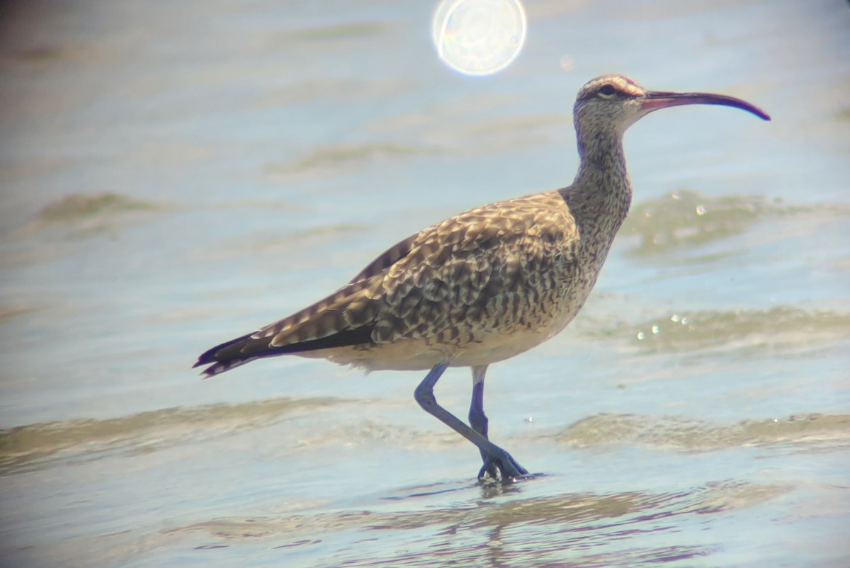 Regenbrachvogel - ML618700443