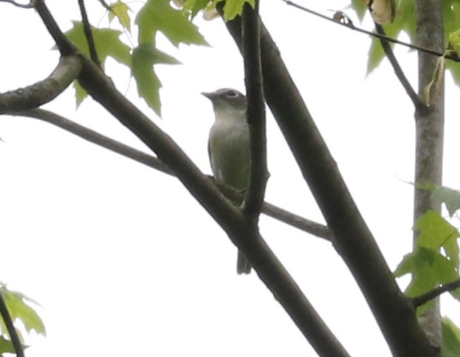 Vireo Solitario - ML618700447