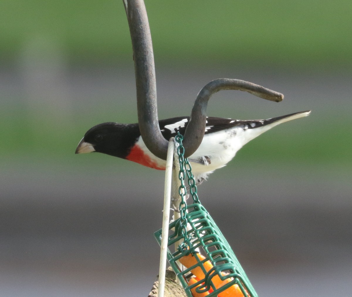 Rose-breasted Grosbeak - Bobby Brown