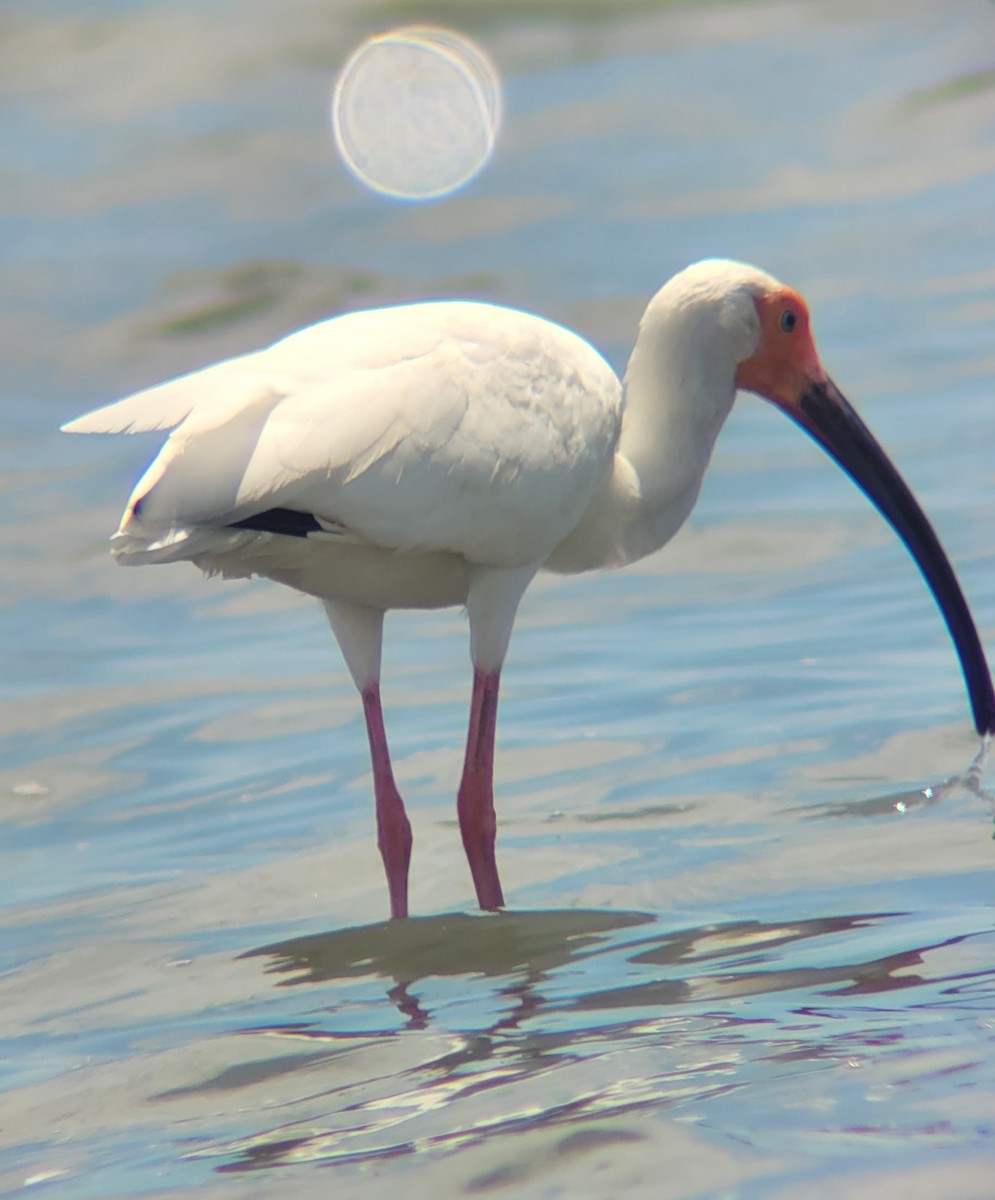 ibis bílý - ML618700472