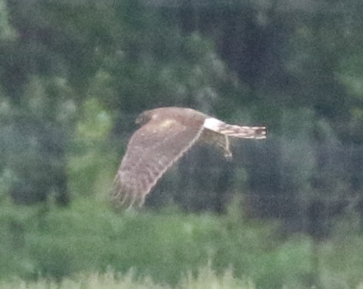 Northern Harrier - ML618700528