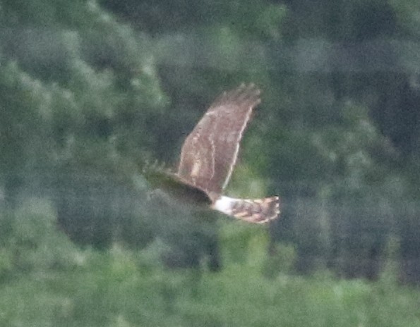 Northern Harrier - Bobby Brown