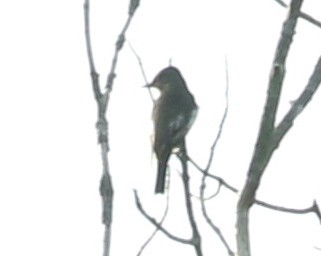 Olive-sided Flycatcher - ML618700538