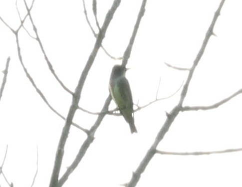 Olive-sided Flycatcher - ML618700539