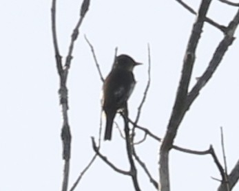 Olive-sided Flycatcher - ML618700540