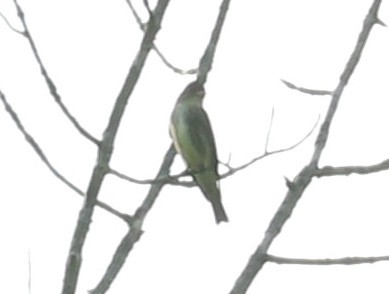 Olive-sided Flycatcher - ML618700541