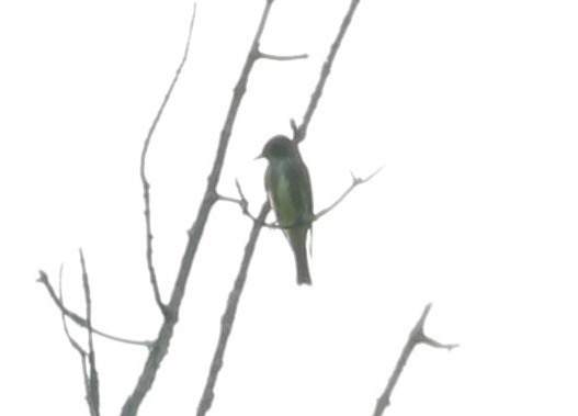 Olive-sided Flycatcher - ML618700542