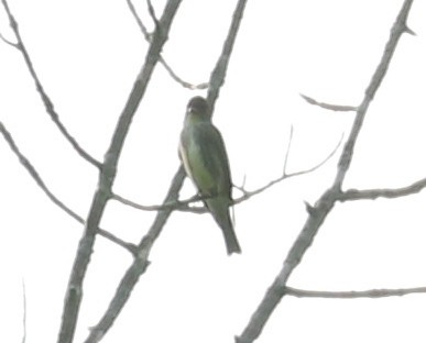 Olive-sided Flycatcher - ML618700545