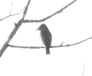 Olive-sided Flycatcher - ML618700547