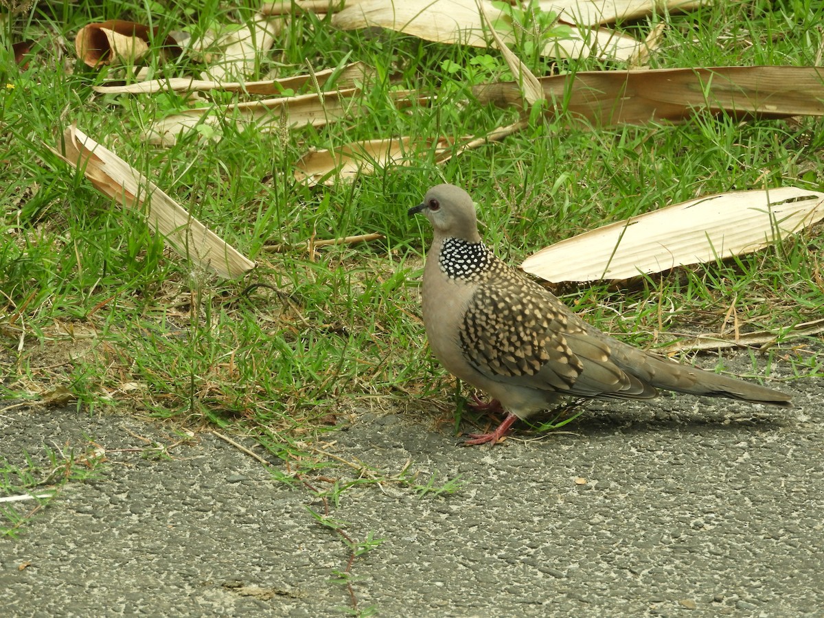 Spotted Dove - ML618700555