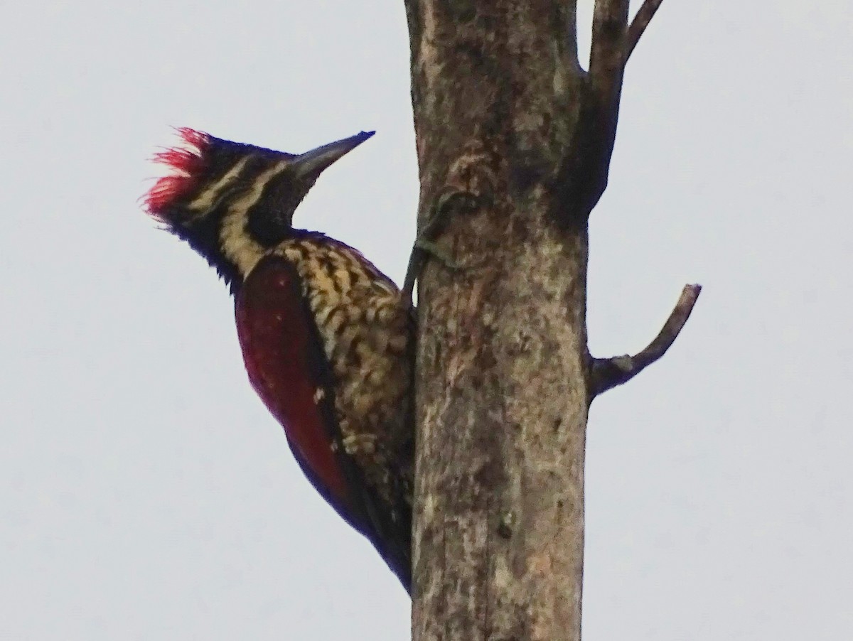 Red-backed Flameback - ML618700574