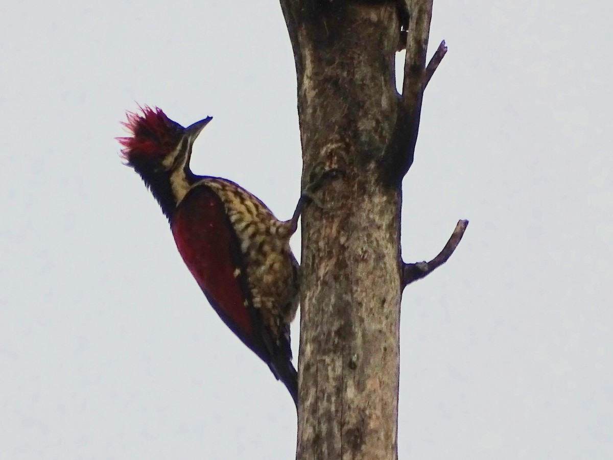 Red-backed Flameback - ML618700577