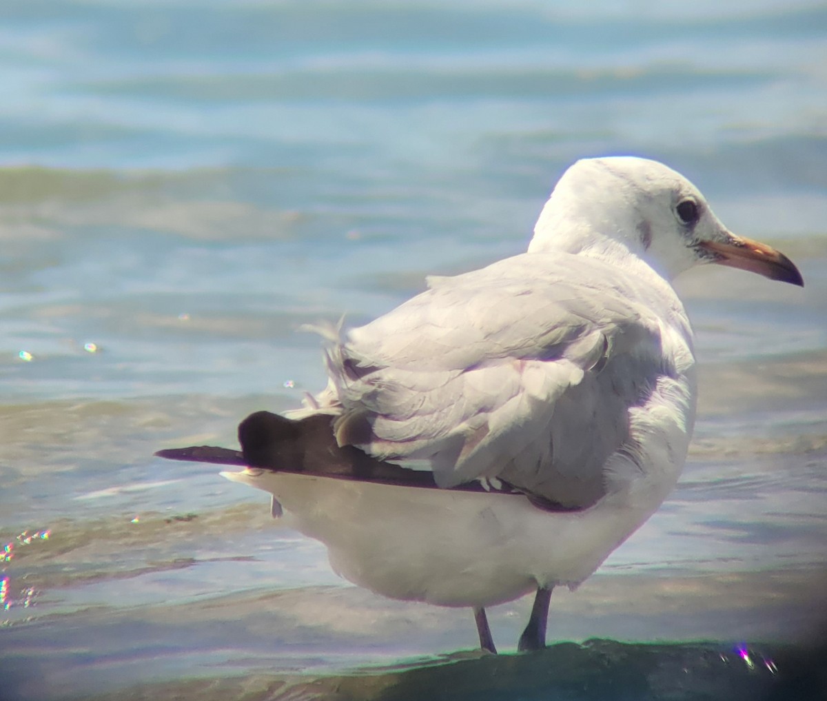 Gray-hooded Gull - ML618700579