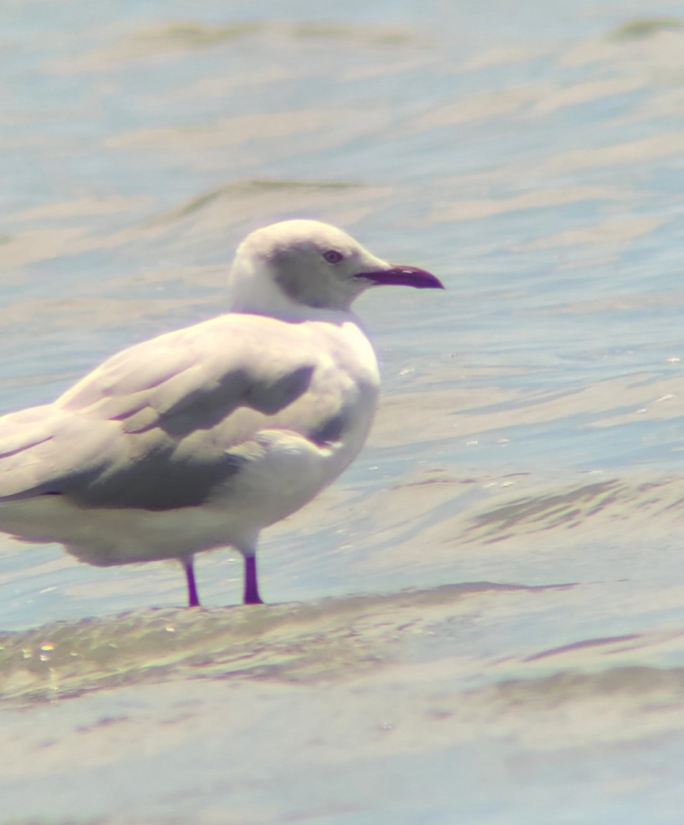 Gray-hooded Gull - ML618700580