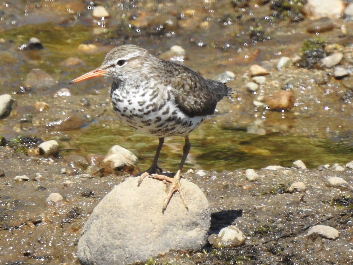 Spotted Sandpiper - ML618700606