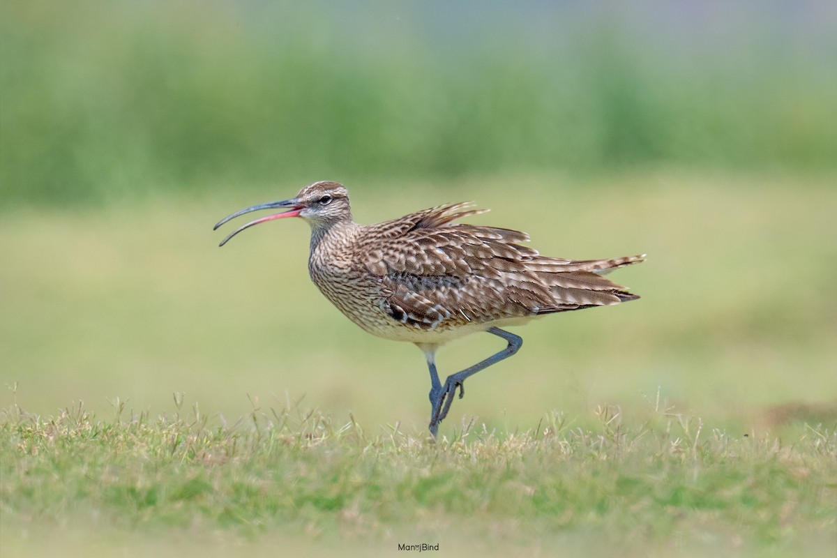 Whimbrel - Manoj Bind