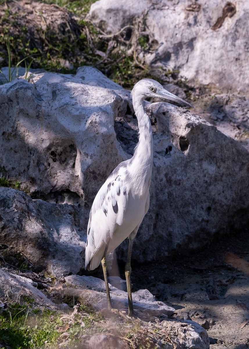 Little Blue Heron - Marie-Andree Boucher-Beaulieu