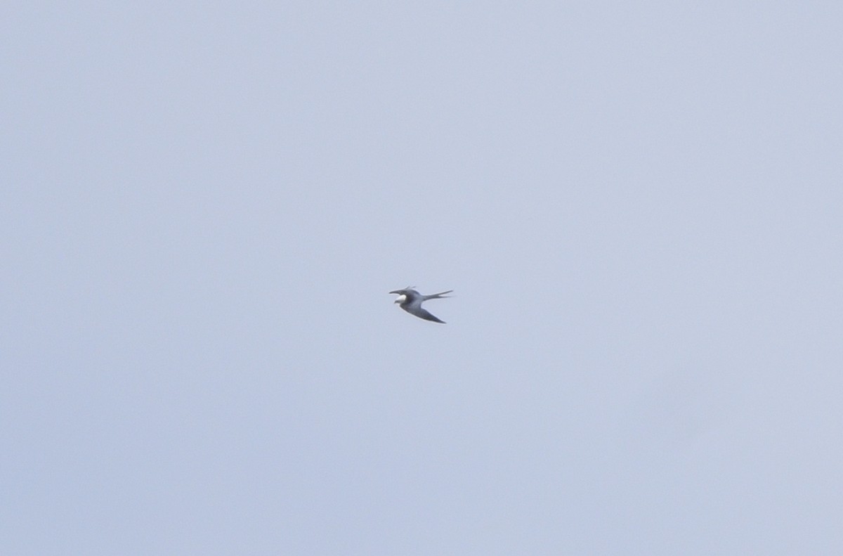 Swallow-tailed Kite - ML618700717
