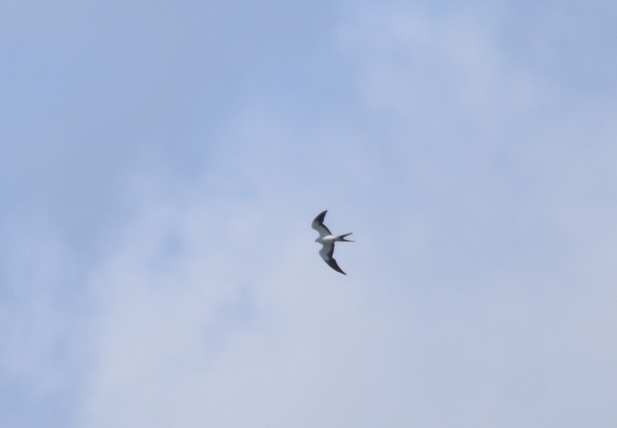 Swallow-tailed Kite - ML618700752