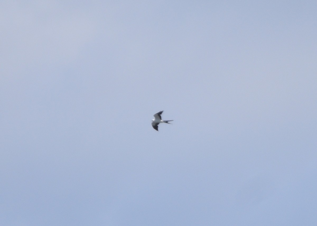 Swallow-tailed Kite - ML618700753