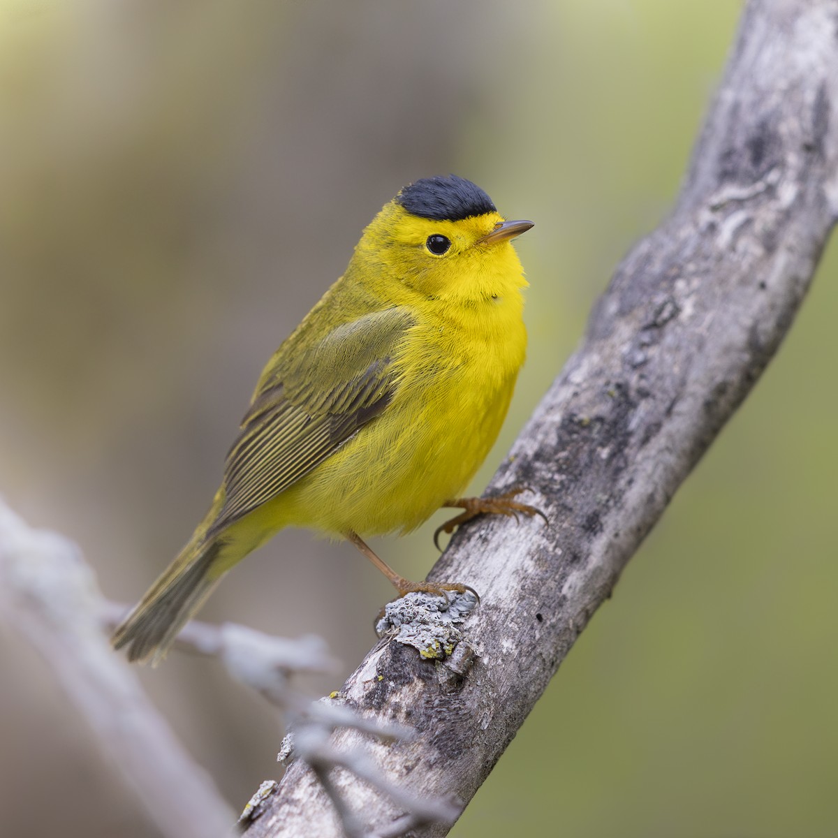 Wilson's Warbler - ML618700780