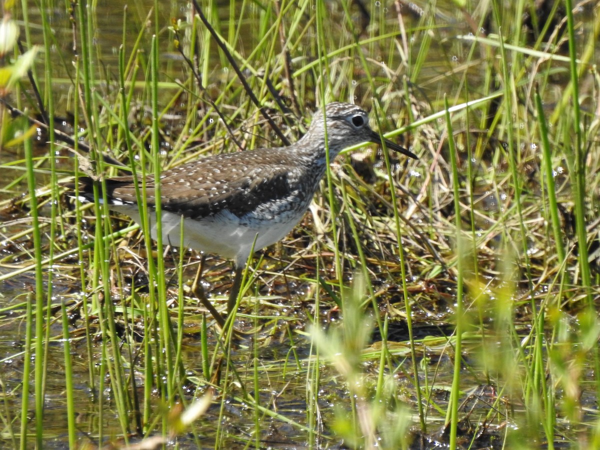 Solitary Sandpiper - ML618700789