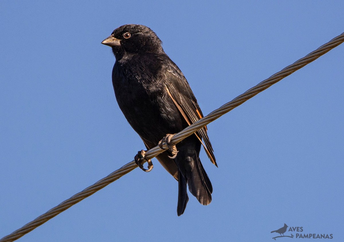 passerine sp. - Alberto Bravo