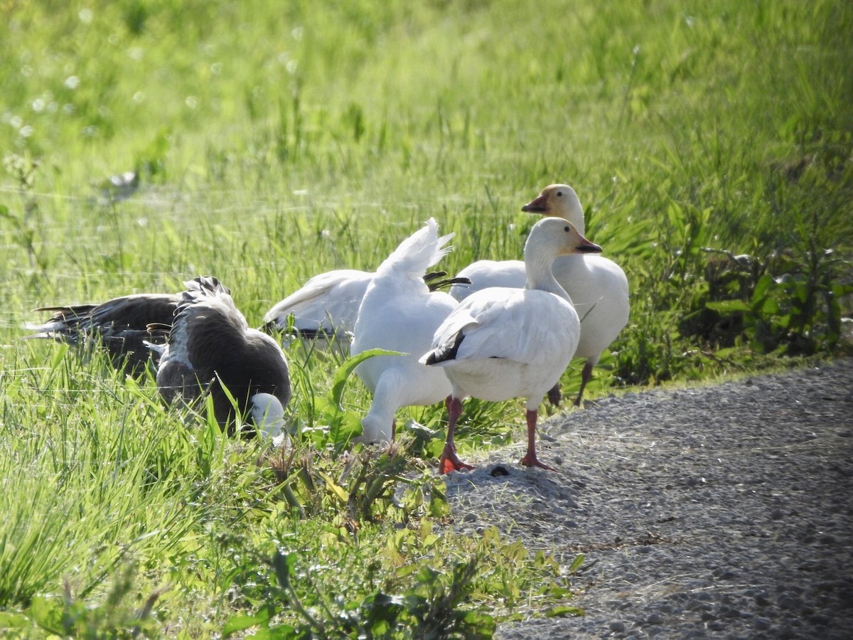 Snow Goose - ML618700829