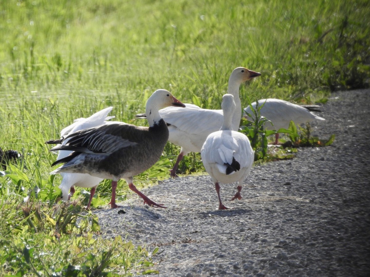 Snow Goose - ML618700830