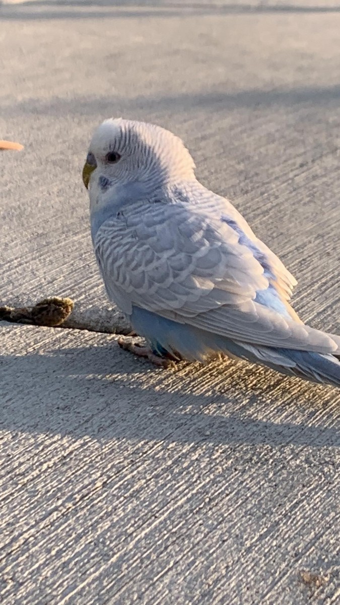 Budgerigar (Domestic type) - ML618700832