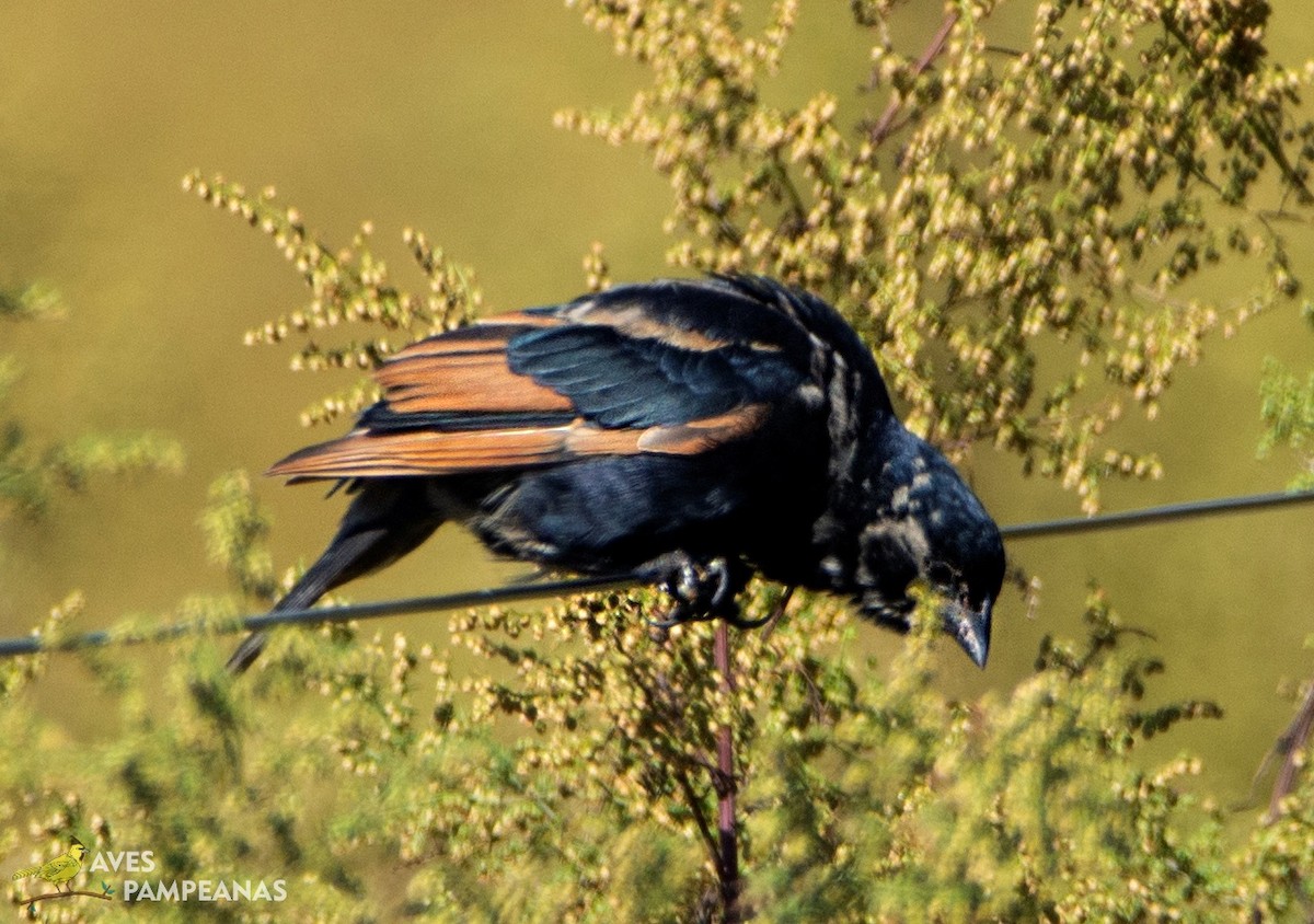 Sperlingsvogel, unbestimmt - ML618700849