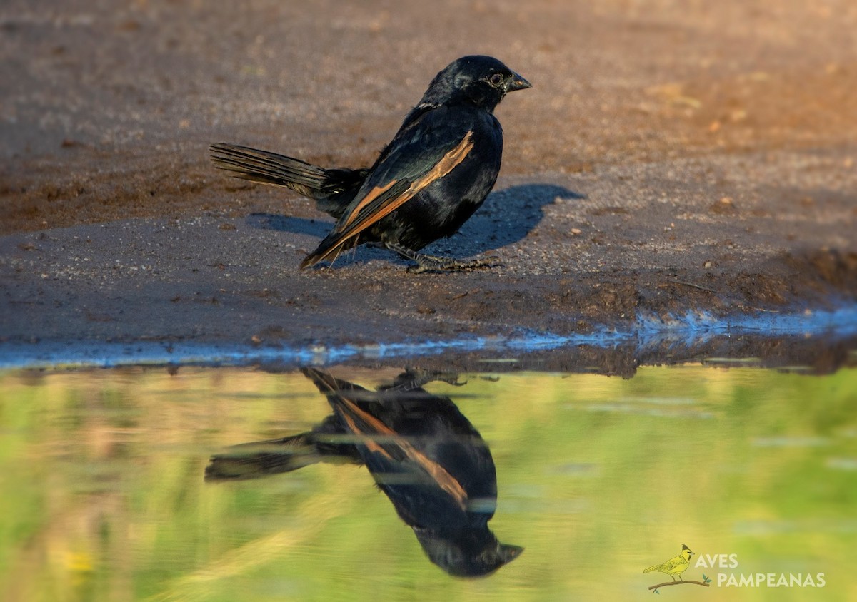 passerine sp. - Alberto Bravo