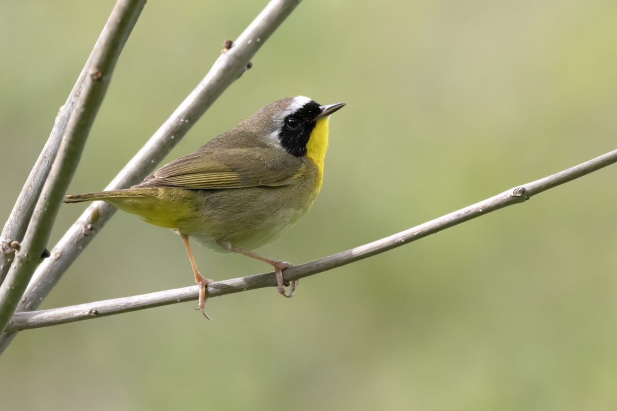 Common Yellowthroat - Tommy Childers